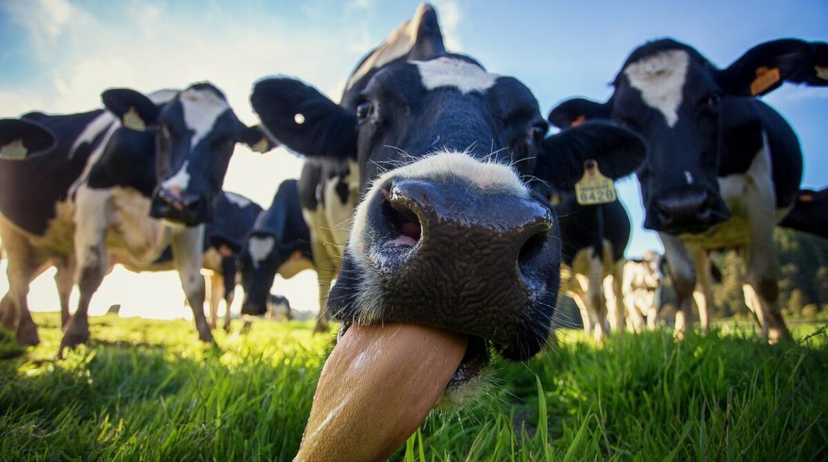 Новости ООО АгроКластер - Что такое ацидоз рубца?