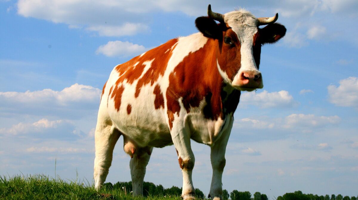 Новости ООО АгроКластер - Эндометрит у коров