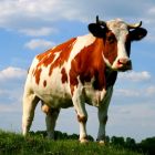 ООО АгроКластер - Эндометрит у коров