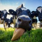 ООО АгроКластер - Что такое ацидоз рубца?